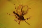 Fossil Fly & Spider In Baltic Amber #81703-1